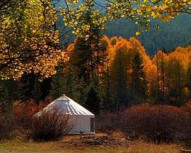 与狼同行封面图