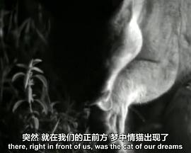 BBC 自然世界 镜头前的五虎将BBC Natural World Five Big Cats and a Camera封面图
