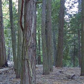 夜幕降临封面图