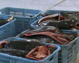 与鲸共生：海豚湾太地町的六个月封面图