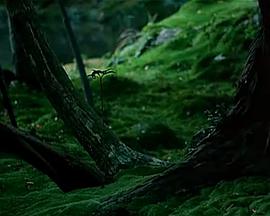 禅院秘境：梦窗封面图