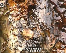 美如画：大卫林奇的艺术封面图