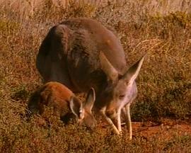 澳洲袋鼠王国封面图