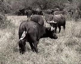 【国家地理.不守规矩的狮子】封面图