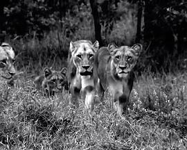 国家地理：最后的母狮封面图