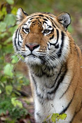 虎王归来封面图