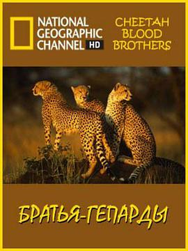 猎豹三兄弟封面图