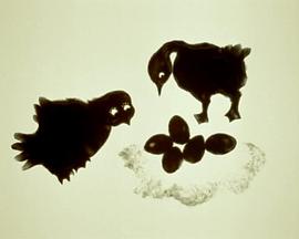 娶了鹅的猫头鹰封面图