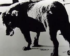 犬的记忆 森山大道・写真之旅封面图