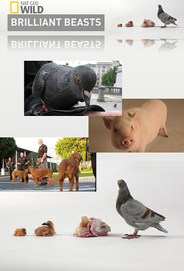 国家地理.动物天才.狗封面图