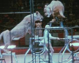 马戏团日志封面图