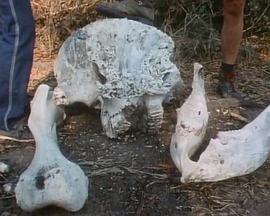 国家地理：非洲历险封面图