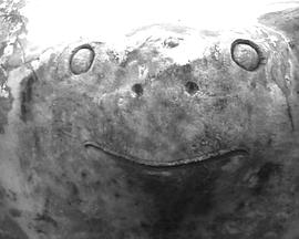 影像日记：烟火草图（青蛙）封面图