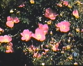 Glimpse of the Garden封面图