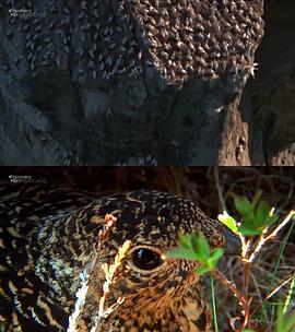 探索频道: 终极之旅 冰岛封面图