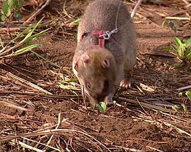 天才老鼠封面图