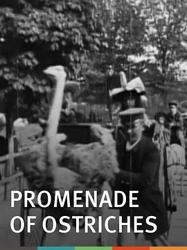 鸵鸟散步，巴黎植物园封面图