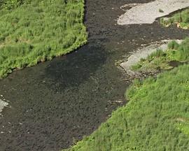 国家地理：阿拉斯加食人鲨封面图