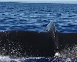 国家地理：座头鲸之歌封面图