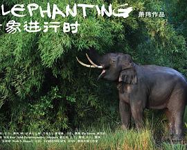 大象进行时封面图