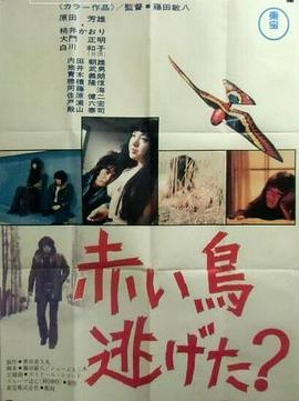 红鸟逃跑了?封面图