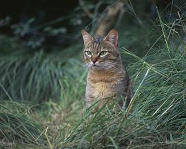 非洲七种神秘客封面图