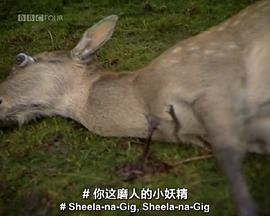 高文爵士与绿衣骑士封面图