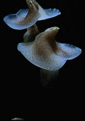 无角螺，女巫之舞封面图