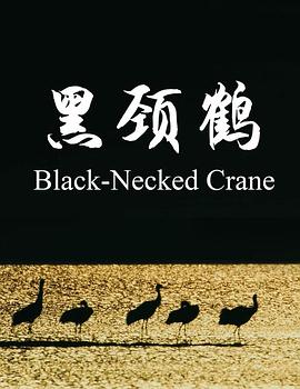 黑颈鹤封面图