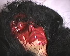 Super Kill 8 Part 2 - Savage Blood Aliens封面图