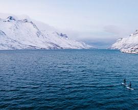 与鲸共舞封面图