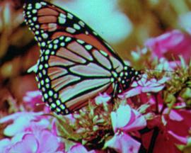 Butterfly Disaster封面图