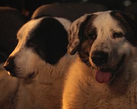 Le Colloque des chiens封面图