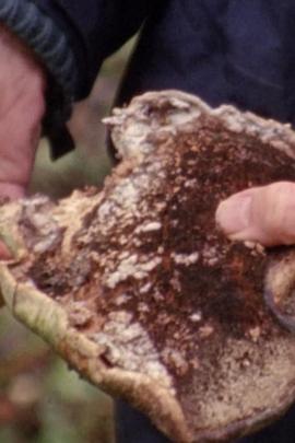 黑色池塘封面图