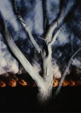 夜晚的大地封面图