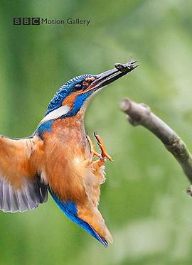 BBC动物通识封面图