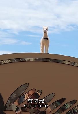 一只狗的戛纳电影节封面图