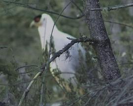 声音是货币吗?封面图