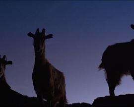 佩特拉比安卡的最后一梦封面图