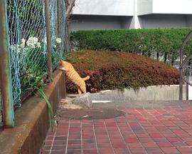 无言日记2014封面图