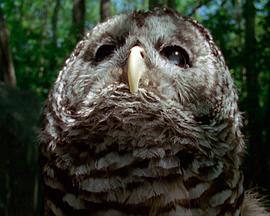 Undergrowth封面图