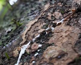 镜像之遗忘封面图