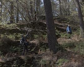 清晨的画眉鸟封面图