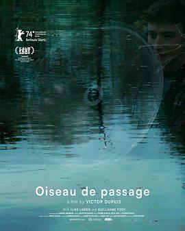 流浪的鸟封面图