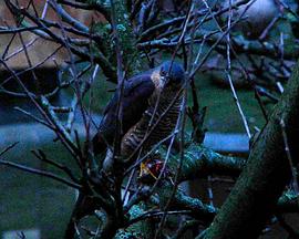 低感光度封面图