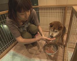 纪实72小时 大城市里动物的庇护所封面图