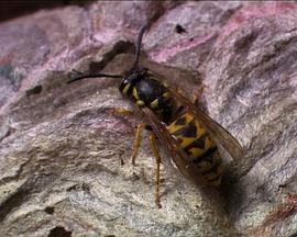 国家地理：虫虫兄弟封面图