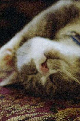 Pitcher of Colored Light封面图