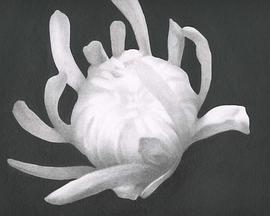 Chrysanthemum封面图