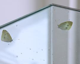 光合作用的死亡封面图